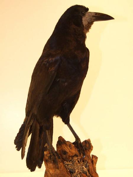 Corvus frugilegus