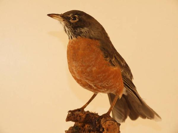 Turdus migratorius Turdidae