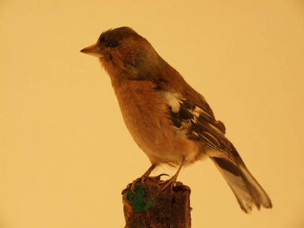 Fringilla coelebs