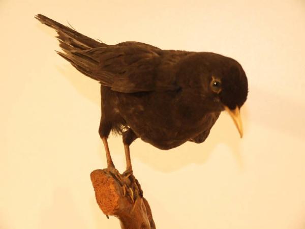 Turdus merula