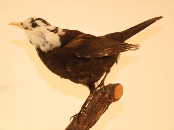 Turdus merula