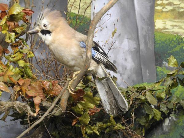 Garrulus glandarius