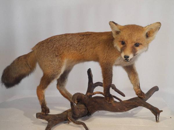 Vulpes Vulpes