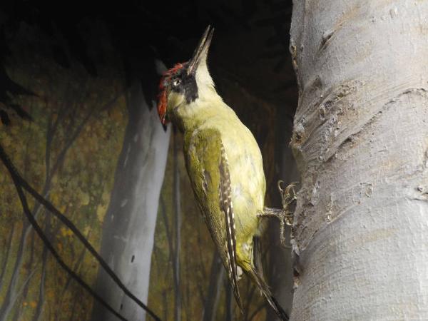 Picus viridis