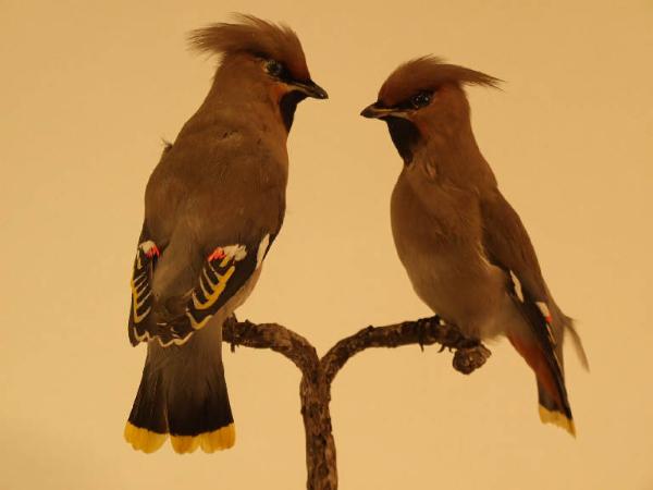 Coccothraustes coccothraustes