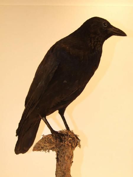 Corvus corone