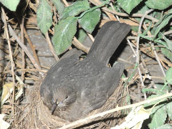 Turdus merula