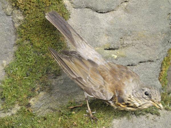 Turdus pilaris