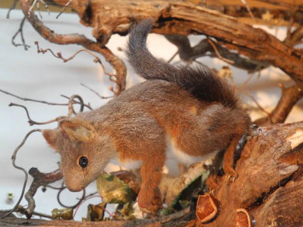 Sciurus Vulgaris