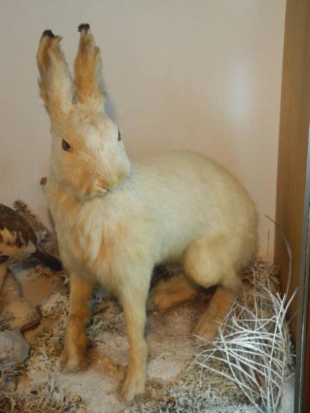 Lepus Timidus