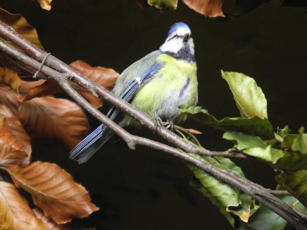 Cyanistes caureleus