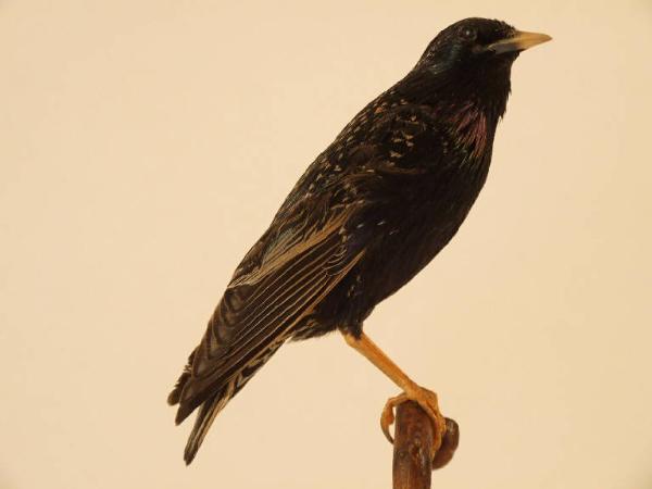 Sturnus vulgaris