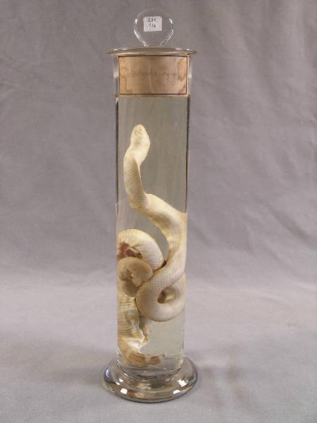 Cylindrophis ruffus