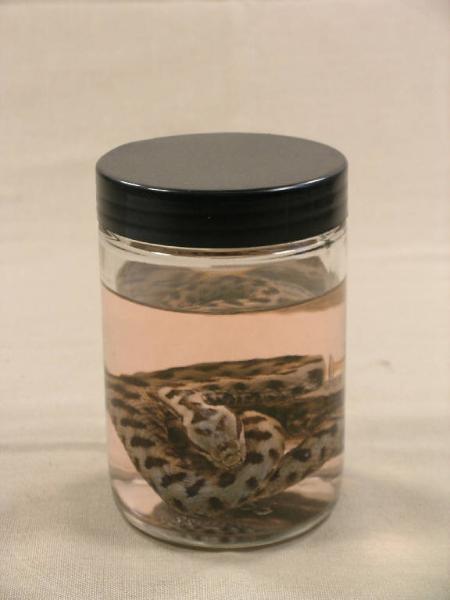 Vipera aspis