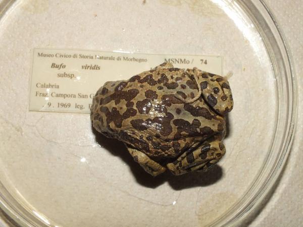 Bufo balearicus