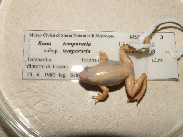 Rana temporaria