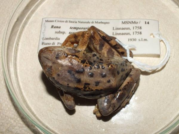 Rana temporaria