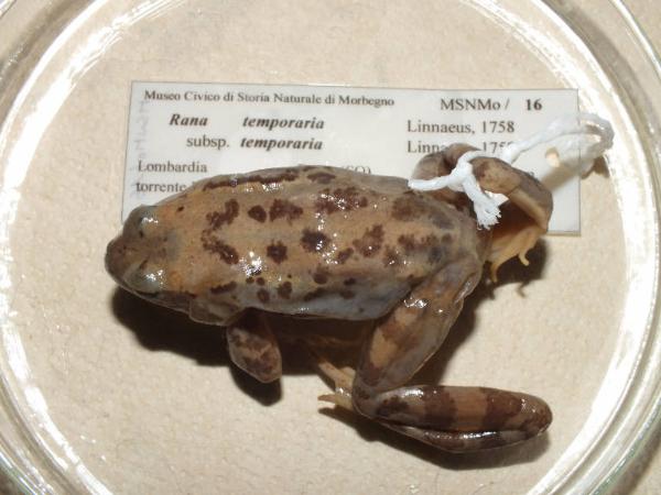 Rana temporaria