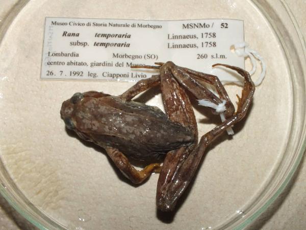 Rana temporaria