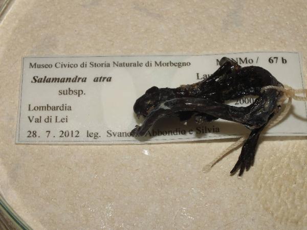 Salamandra atra