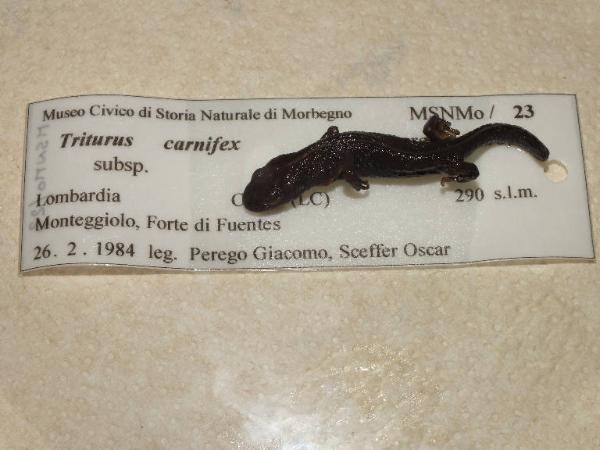 Triturus carnifex