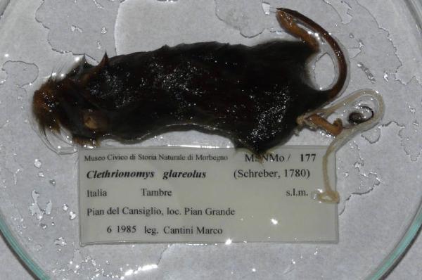 Myodes glareolus