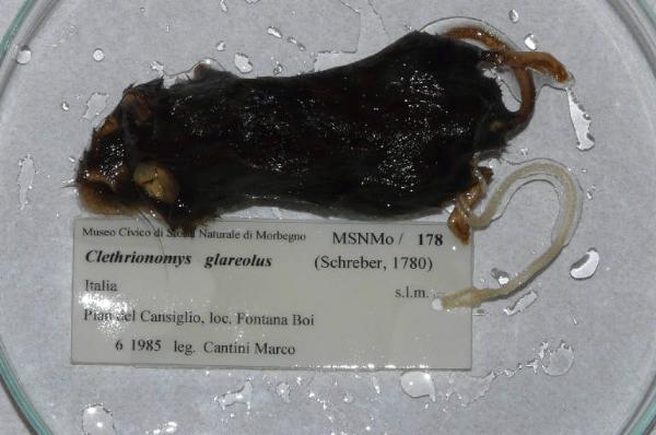 Myodes glareolus