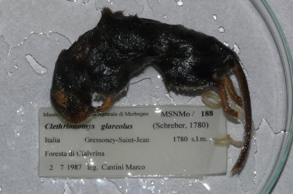 Myodes glareolus