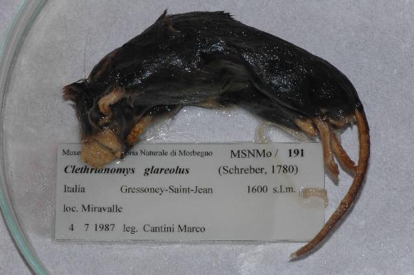 Myodes glareolus