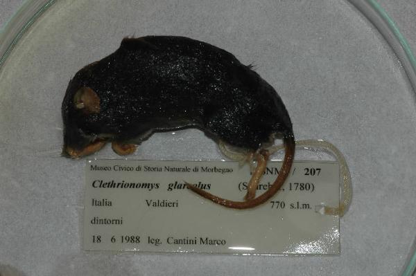 Myodes glareolus