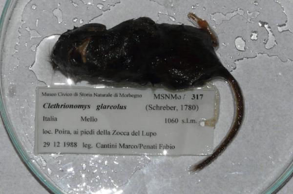 Myodes glareolus