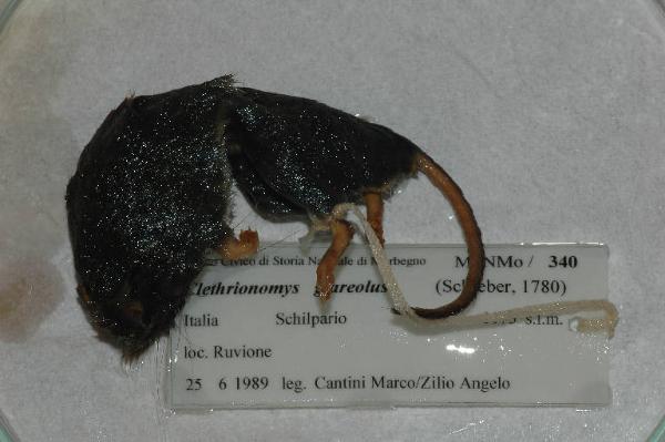 Myodes glareolus