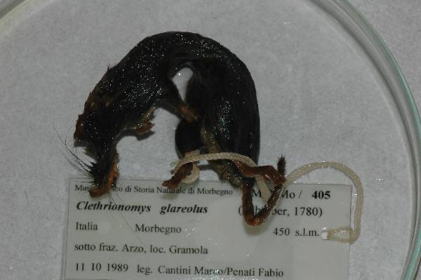 Myodes glareolus