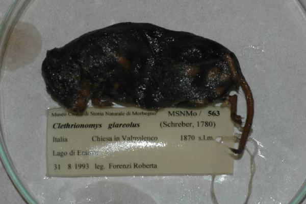 Myodes glareolus