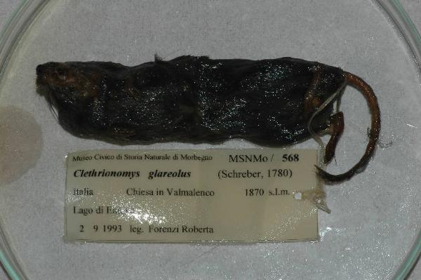 Myodes glareolus