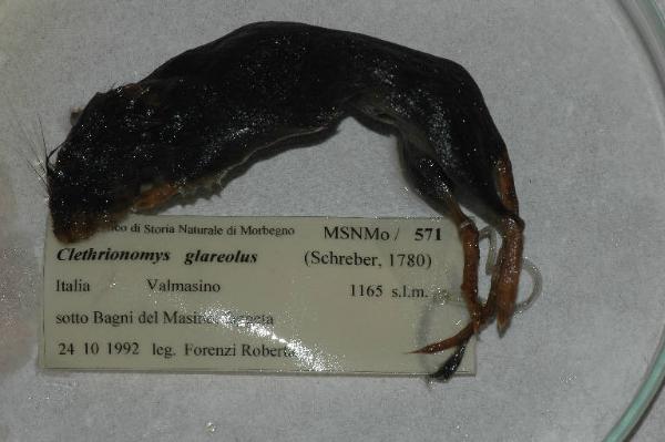 Myodes glareolus