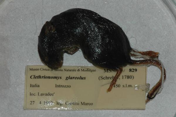 Myodes glareolus