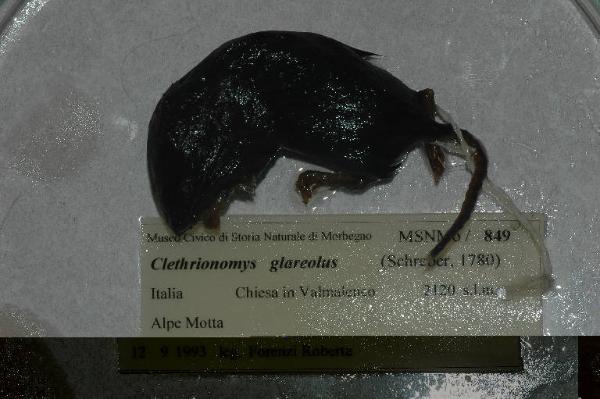 Myodes glareolus