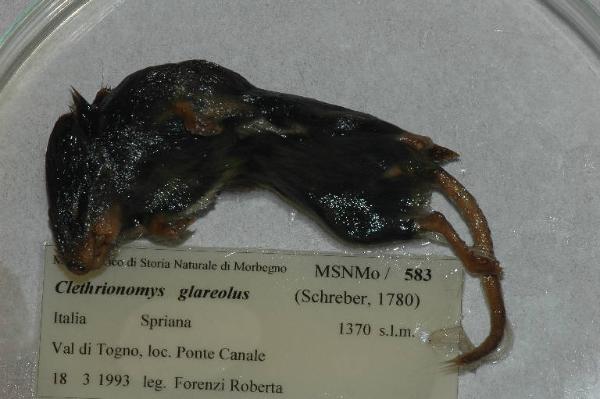 Myodes glareolus