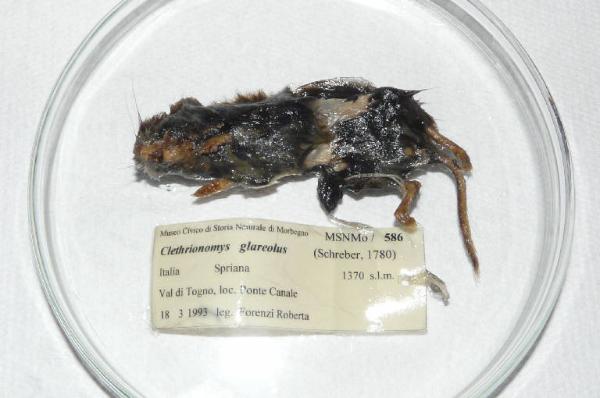 Myodes glareolus