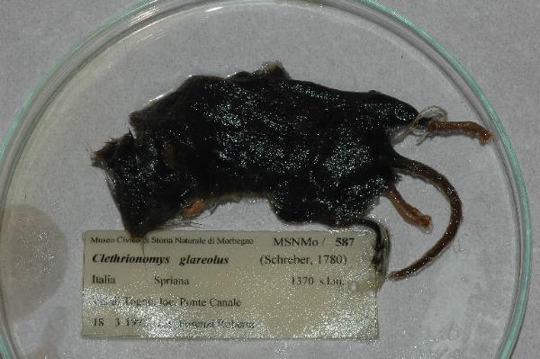 Myodes glareolus