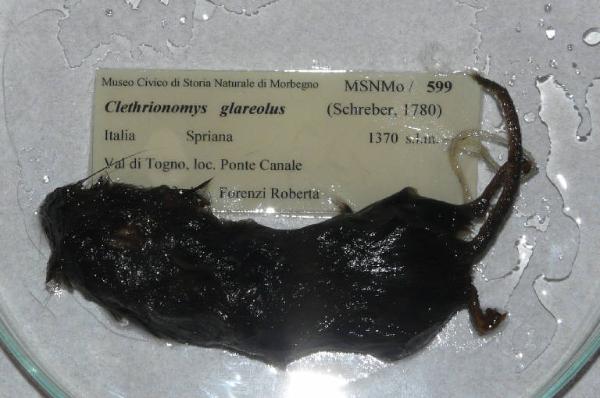 Myodes glareolus