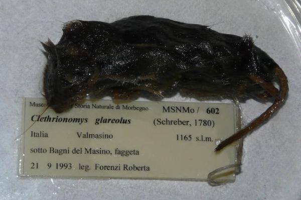 Myodes glareolus