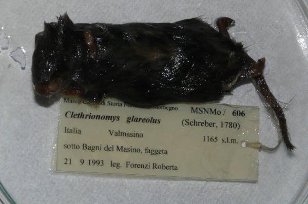 Myodes glareolus