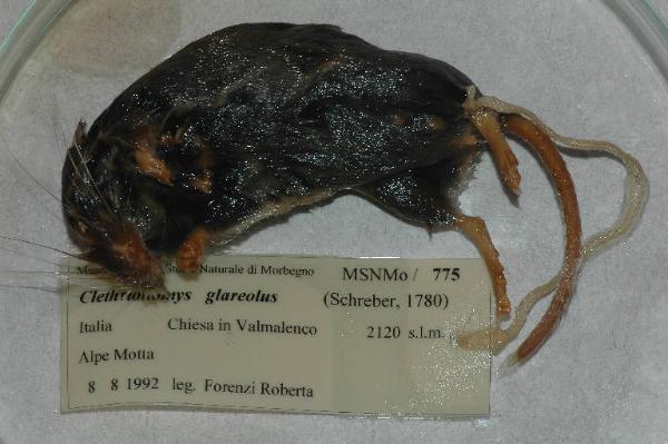 Myodes glareolus