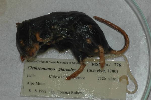 Myodes glareolus