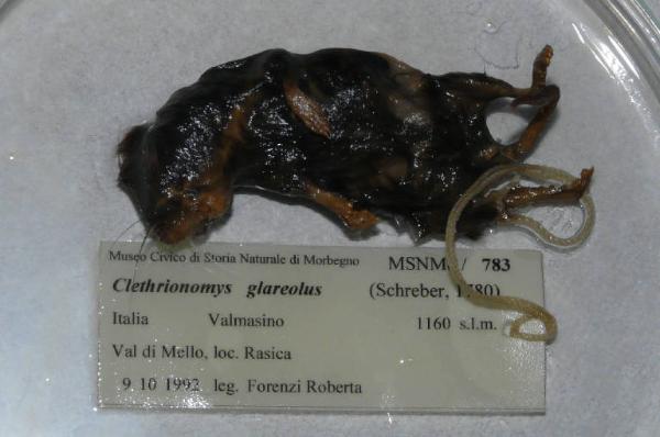 Myodes glareolus