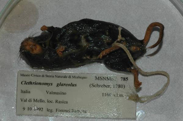 Myodes glareolus