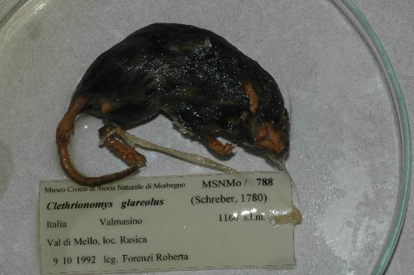 Myodes glareolus