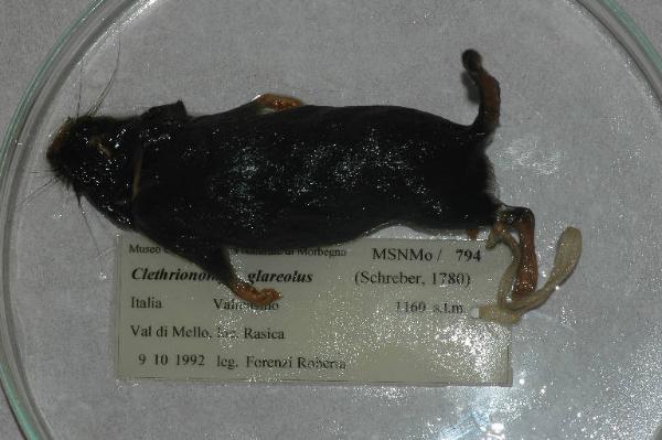 Myodes glareolus